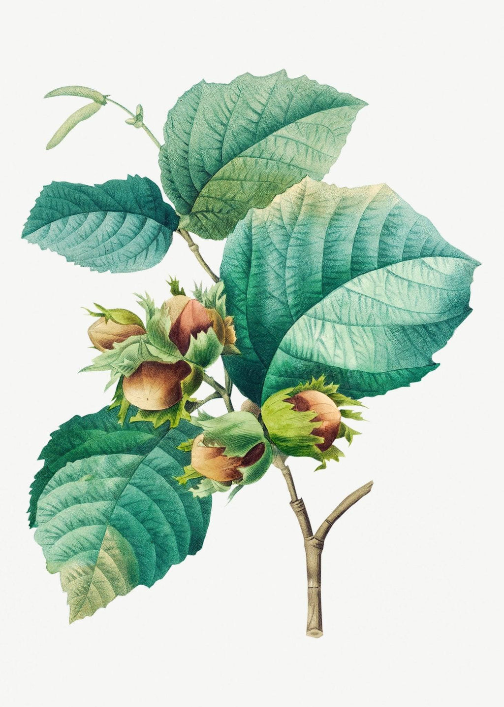 Hazelnut Natural Medium Roast – Freshly Roasted 12oz-2lb | Ethically Sourced